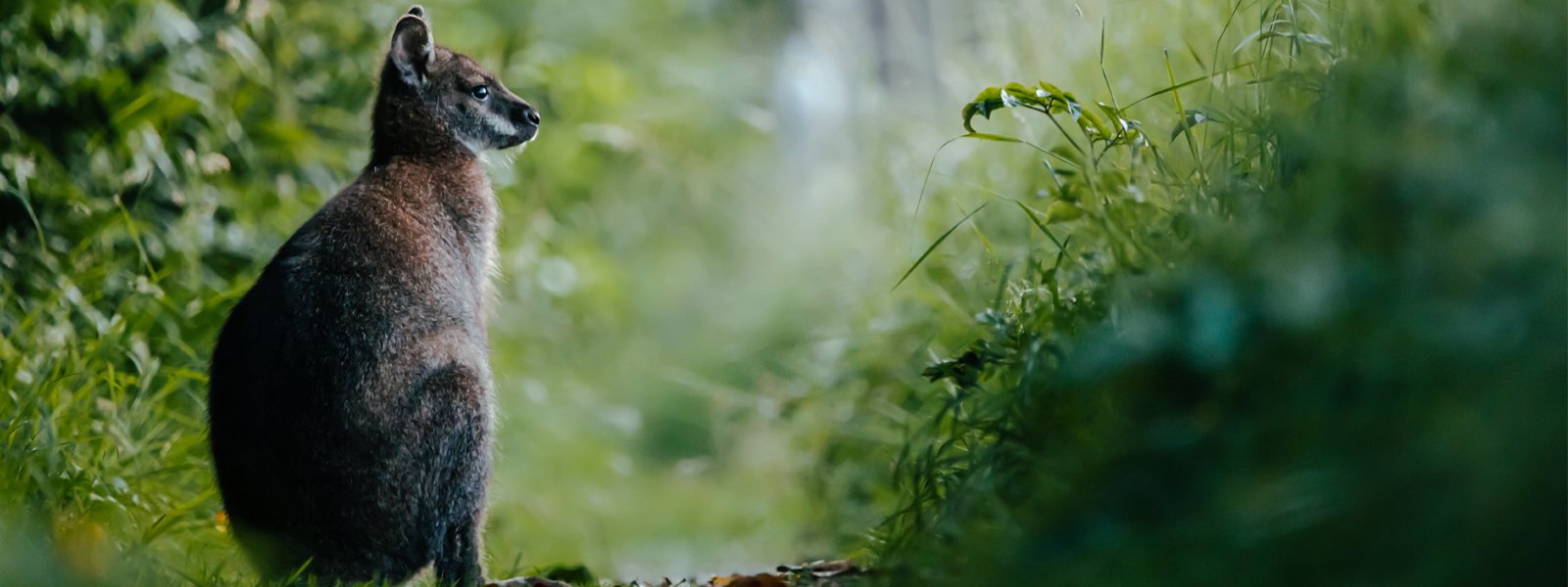 A wild wallaby sitting in the swampland at the Curraghs on the Isle of Man